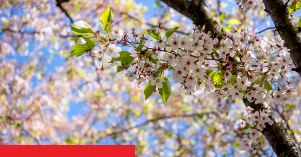 Blühende Kirschblüten mit frischen Blättern vor blauem Himmel.