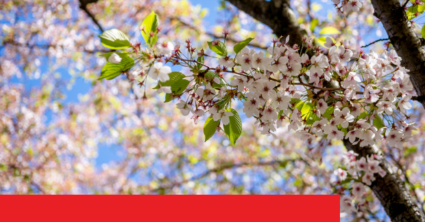 Blühende Kirschblüten mit frischen Blättern vor blauem Himmel.