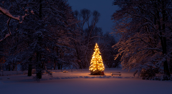 Gewinnen Sie einen von 200 Tannenbäumen